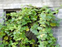 Actinidia deliciosa 2, Saxifraga-Rutger Barendse