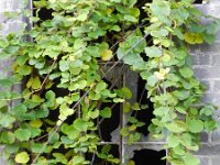 Actinidia deliciosa 3, Saxifraga-Rutger Barendse