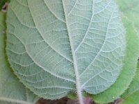 Actinidia deliciosa 4, Saxifraga-Rutger Barendse