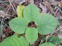 Actinidia deliciosa 5, Saxifraga-Rutger Barendse