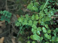 Adiantum capillus-veneris 2, Echt venushaar, Saxifraga-Jan van der Straaten