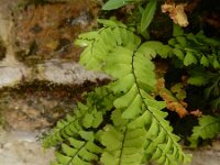 Adiantum pedatum 4, Hoefijzervaren, Saxifraga-Ed Stikvoort