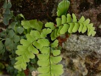 Adiantum pedatum 8, Hoefijzervaren, Saxifraga-Ed Stikvoort
