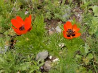 Adonis aestivalis 10, Zomeradonis, Saxifraga-Ed Stikvoort : Jerevan - Garni s9900