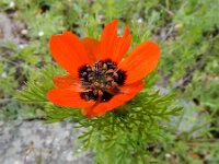 Adonis aestivalis 11, Zomeradonis, Saxifraga-Ed Stikvoort : Jerevan - Garni s9900