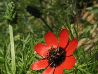 Adonis annua 1, Saxifraga-Rutger Barendse