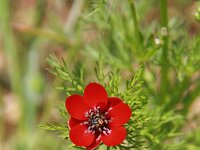 Adonis annua 2, Saxifraga-Dirk Hilbers