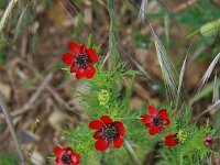 Adonis annua 3, Saxifraga-Dirk Hilbers