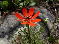 Adonis flammea 10, Kooltje-vuur, Saxifraga-Ed Stikvoort : Sisian - Vayk - Hermon s9900