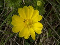 Adonis vernalis 26, Voorjaarsadonis, Saxifraga-Willem van Kruijsbergen