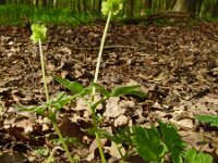 Adoxa moschatellina 12, Muskuskruid, Saxifraga-Hans Grotenhuis