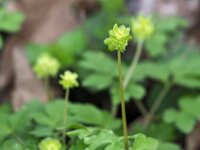 Adoxa moschatellina 61, Muskuskruid, Saxifraga-Hans Dekker