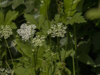 Aegopodium podagraria 18, Zevenblad, Saxifraga-Jan van der Straaten