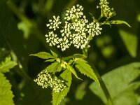 Aegopodium podagraria 20, Zevenblad, Saxifraga-Jan van der Straaten