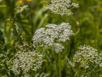 Aegopodium podagraria 21, Zevenblad, Saxifraga-Jan van der Straaten