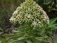 Aeonium urbicum 3, Saxifraga-Ed Stikvoort