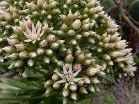 Aeonium urbicum 4, Saxifraga-Ed Stikvoort