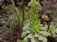 Aeonium urbicum 6, Saxifraga-Ed Stikvoort
