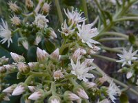 Aeonium urbicum 7, Saxifraga-Ed Stikvoort