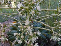 Aeonium urbicum 8, Saxifraga-Ed Stikvoort