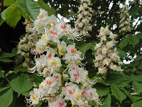 Aesculus hippocastanum 22, Witte paardenkastanje, Saxifraga-Ed Stikvoort