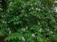 Aesculus hippocastanum 23, Witte paardenkastanje, Saxifraga-Ed Stikvoort