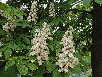 Aesculus hippocastanum 25, Witte paardenkastanje, Saxifraga-Ed Stikvoort