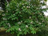 Aesculus hippocastanum 26, Witte paardenkastanje, Saxifraga-Ed Stikvoort