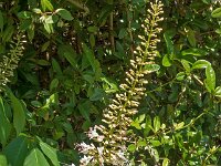 Aesculus parviflorus 3, Kleinbloemige kastanje, Saxifraga-Ab H Baas