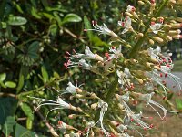 Aesculus parviflorus 4, Kleinbloemige kastanje, Saxifraga-Ab H Baas