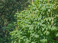 Aesculus parviflorus 5, Kleinbloemige kastanje, Saxifraga-Ab H Baas