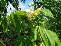 Aesculus pavia 3, Rode pavia, Saxifraga-Rutger Barendse