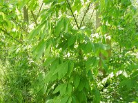 Aesculus pavia 5, Rode pavia, Saxifraga-Rutger Barendse