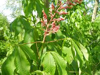 Aesculus pavia 6, Rode pavia, Saxifraga-Rutger Barendse