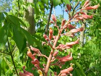 Aesculus pavia 7, Rode pavia, Saxifraga-Rutger Barendse