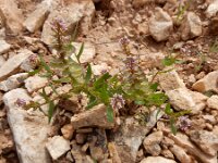 Aethionema carneum 2, Saxifraga-Ed Stikvoort : Jerevan - Areni - Noravank s9900