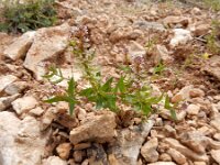 Aethionema carneum 4, Saxifraga-Ed Stikvoort : Jerevan - Areni - Noravank s9900