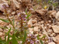 Aethionema carneum 5, Saxifraga-Ed Stikvoort : Jerevan - Areni - Noravank s9900