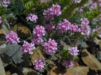 Aethionema grandiflorum 2, Saxifraga-Ed Stikvoort