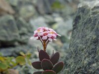 Aethionema saxatile ssp creticum 5, Saxifraga-Ed Stikvoort