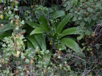 Agapanthus praecox 6, Blauwe tuberoos, Saxifraga-Rutger Barendse