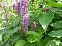 Agastache rugosa