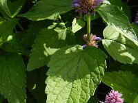 Agastache rugosa 3, Koreaanse netel, Saxifraga-Rutger Barendse