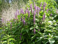 Agastache rugosa 4, Koreaanse netel, Saxifraga-Rutger Barendse