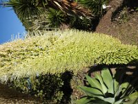 Agave attenuata 9, Saxifraga-Michiel Drok