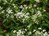 Ageratina riparia 3, Saxifraga-Hans Grotenhuis