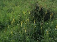 Agrimonia eupatoria 21, Gewone agrimonie, Saxifraga-Hans Boll