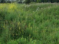 Agrimonia eupatoria 23, Gewone agrimonie, Saxifraga-Hans Boll