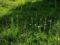 Agrimonia eupatoria 24, Gewone agrimonie, Saxifraga-Hans Boll