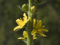 Agrimonia eupatoria 4, Gewone agrimonie, Saxifraga-Jan van der Straaten